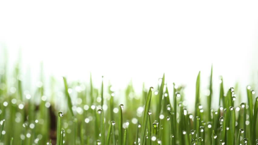 Growing green grass plant time lapse