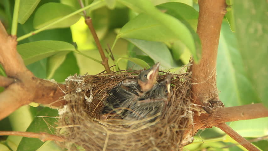 Newborn hungry baby birds in nest 