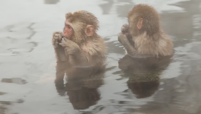 two baby japanese macaques or snow monkeys in a hot spring or onsen in nagano, japan.