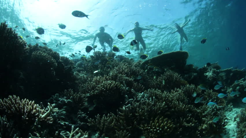 underwater landscape with fish and snorkelers
