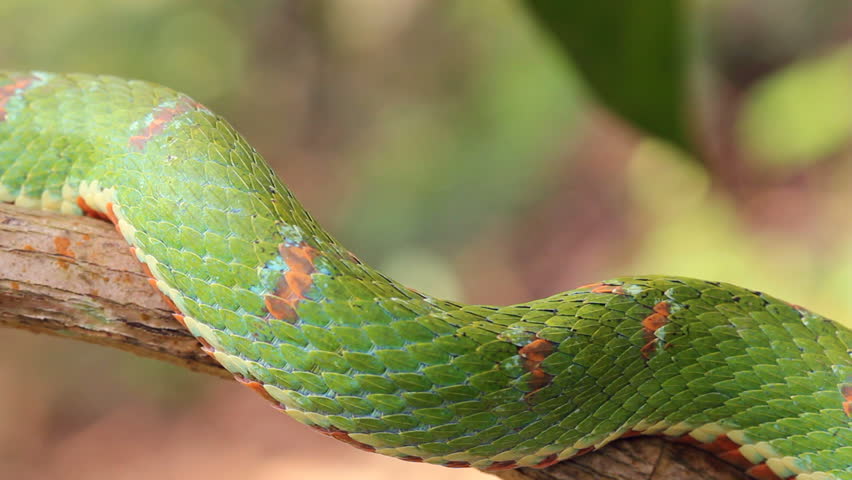 Eyelash viper (Bothriechis schlegelii) A venomous pitviper from Western Ecuador