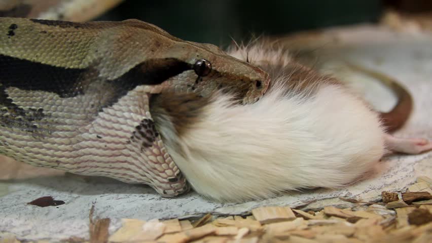 Snake feeding