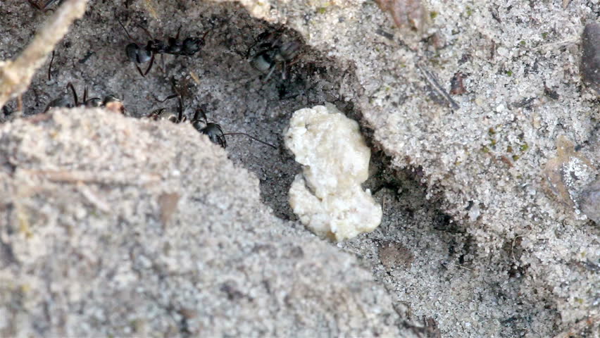 Ants creep on sand. Macro