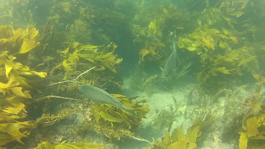Some Parore at Goat Island marine reserve in New Zealand