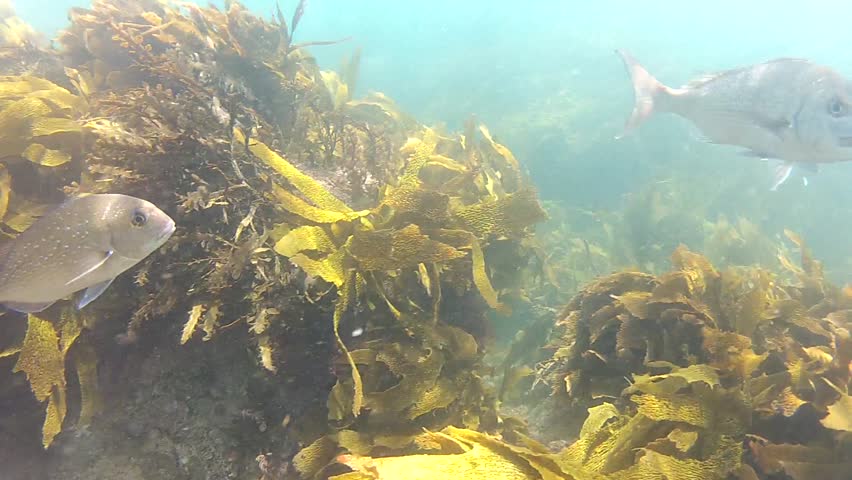 Snapper circling around the snorkeler at Goat Island marine reserve in New Zealand