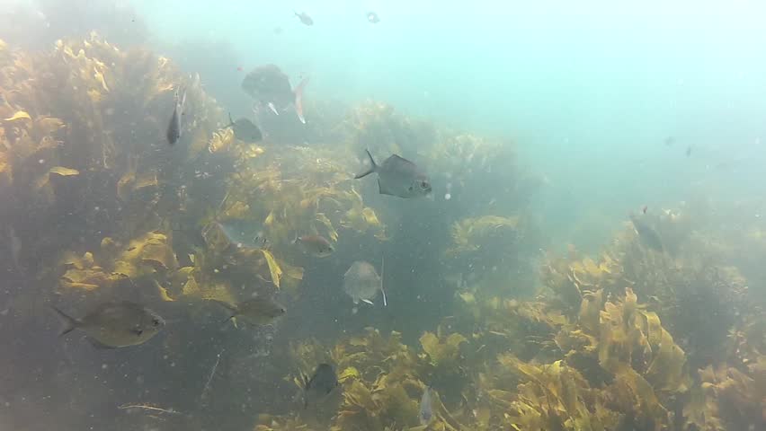 Curious Sweeps and Snappers around the camera at Goat Island marine reserve in New Zealand