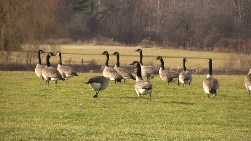 A community of geese are walking on the grass in a park.  Eventually all but five fly away.  Then one of the five decides to walk away because it had enough of the group too. (High Definition)