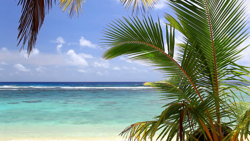 Waves on a tropical beach with palm tree