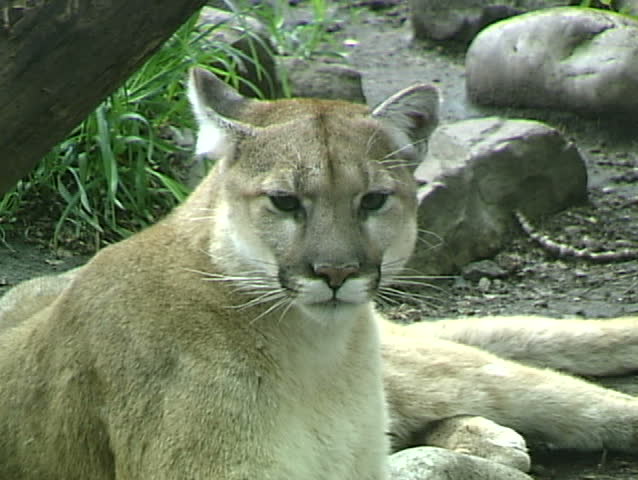 Cougar 