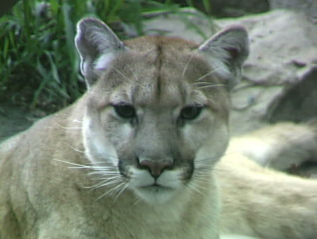 Cougars