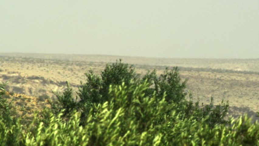 Oasis treetops shot in Israel.