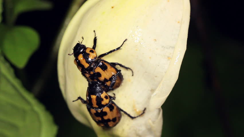 Beetles mating on a tropical Arum flower in Western Ecuador