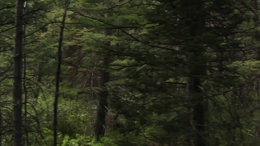 Driving by tree trunks