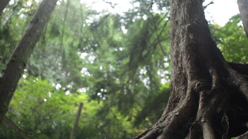 Close-up of Tree Roots in a Vancouver Forest