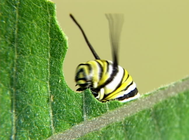 Monarch Caterpillar eating at high speed