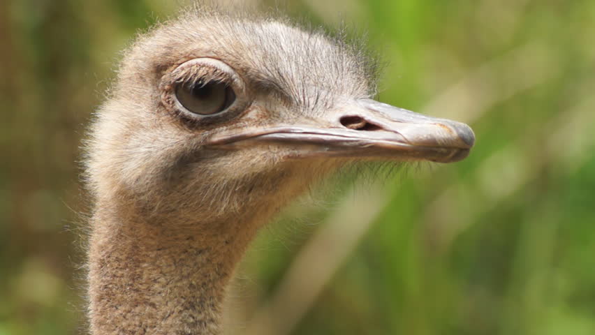 Ostrich head, close-up