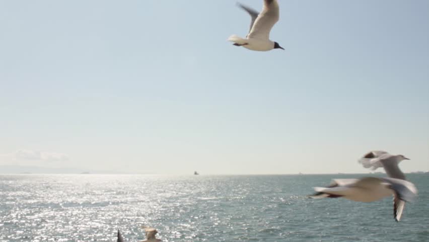 Flying seagulls  and a ship on skyline