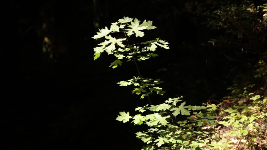 Brightly Lit Sapling Against Shadow