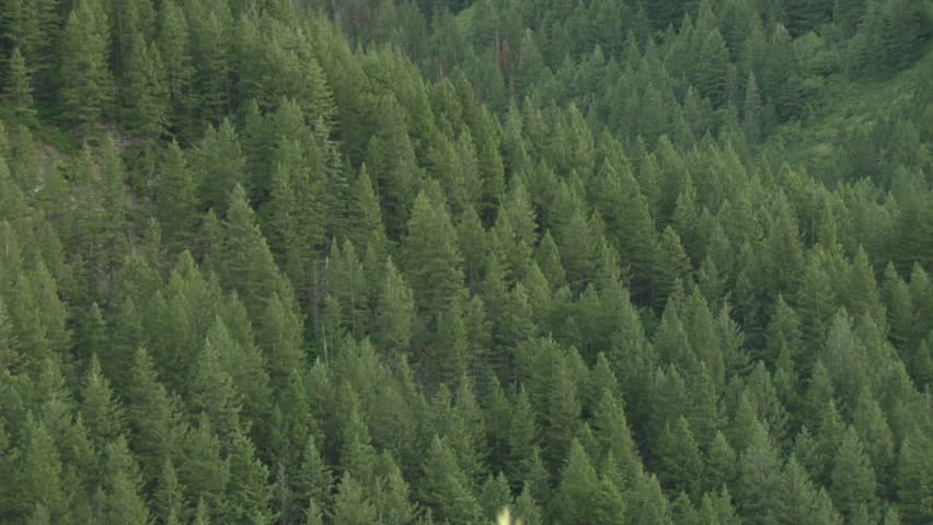 Forest Seen from Above