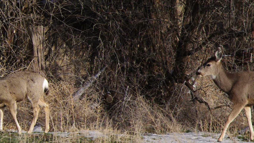 Two mule deer feeding