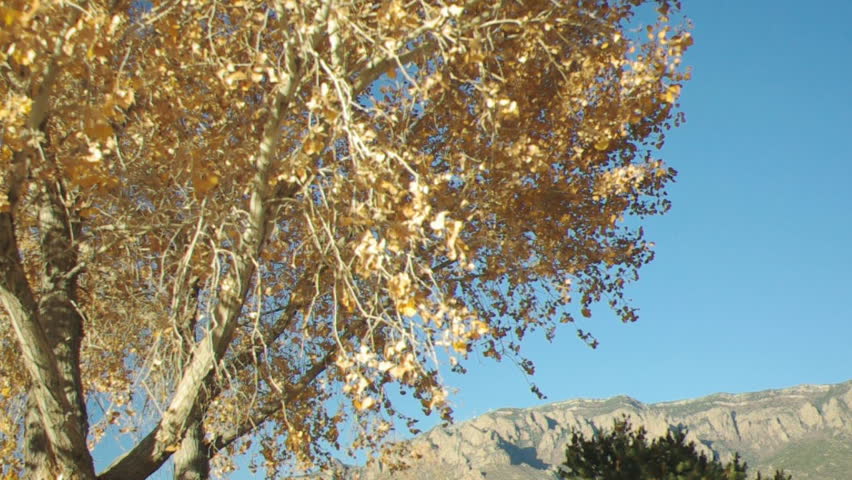 Wind blowing through the golden leaves of a tree