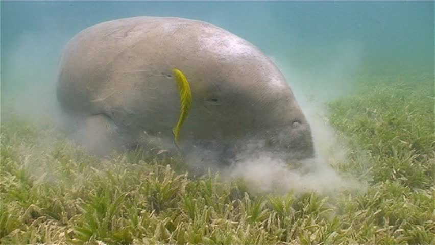 Dugong at marsa Shouna