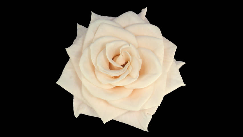 Rose White Background Stock Footage Video | Shutterstock