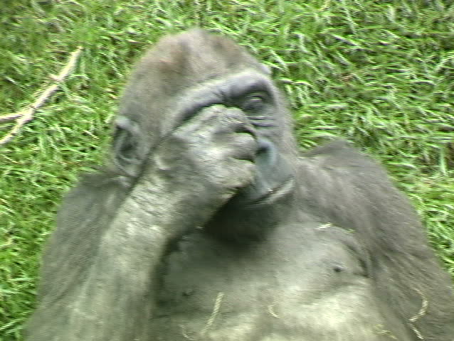 Lowland Gorilla 