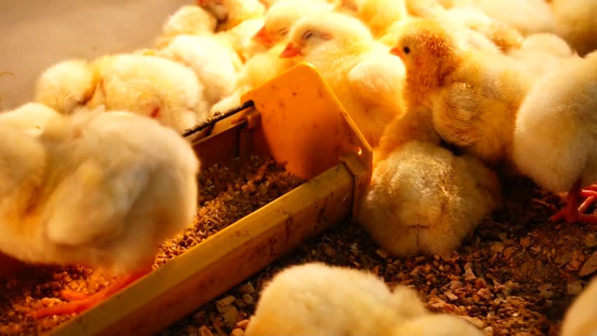 Chick farm.