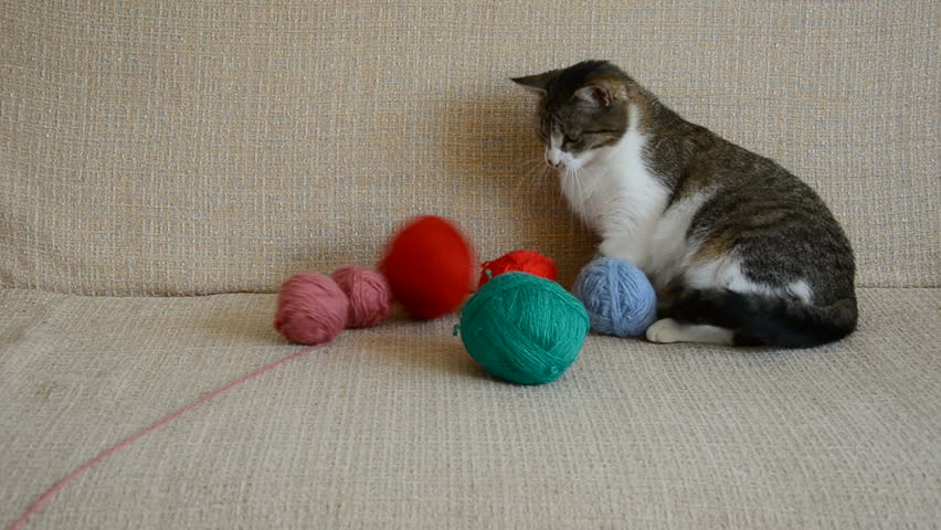 cat on the divan playing with thread balls
