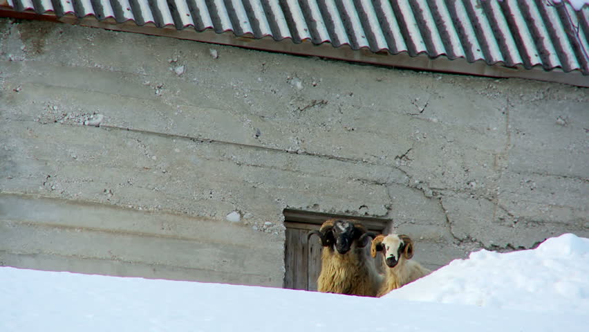 Aries and sheep in the snow beside the barn