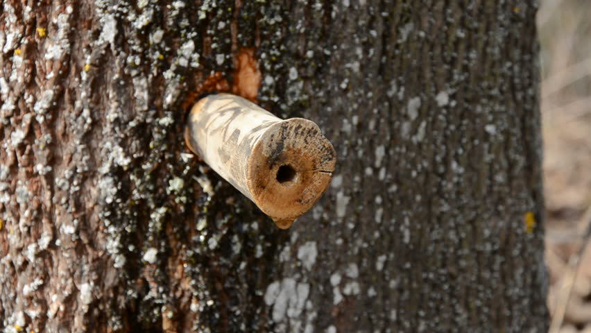 maple sap fresh drops in spring time