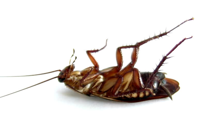 Cockroach Sprayed (HD). Cockroach laying on it. 
