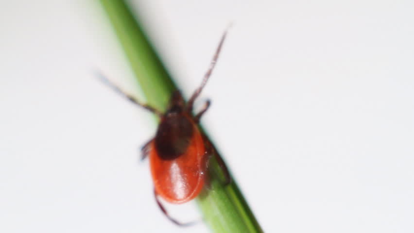 Tick on a blade. Macro.
