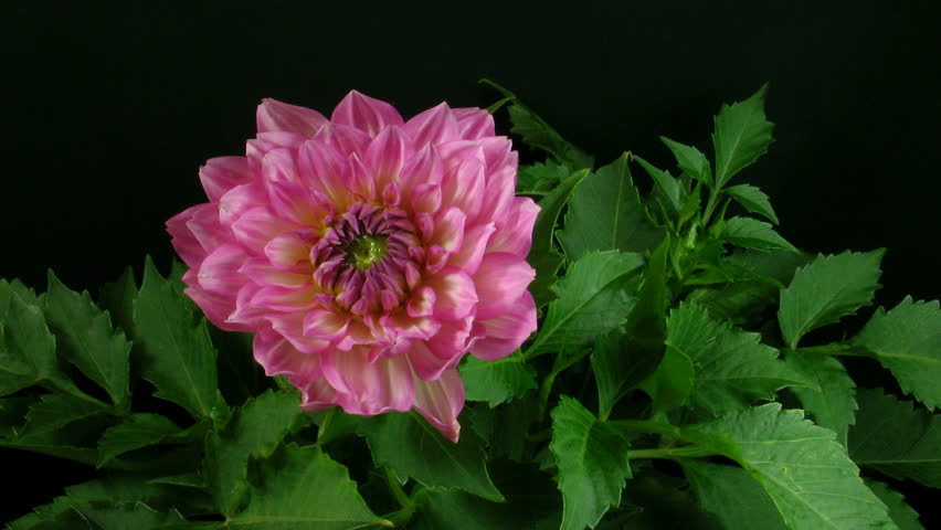 Time-lapse of blooming pink dahlia 1 