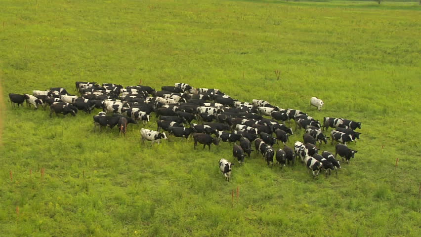 Herd of cows is grazed on a lawn. Top view.
