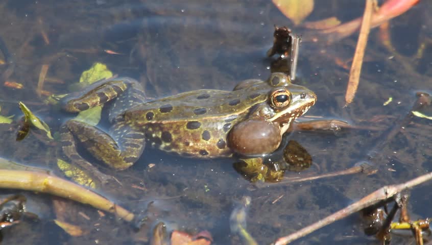 New subspecies of Leopard Frog (Lithobates sphenocephalus) discovered in NJ - calling in Spring to attract a mate