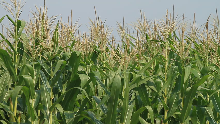 Corn farm.