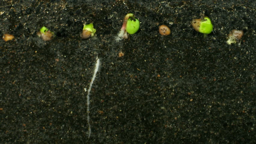 Time lapse of growing radish roots 3a 