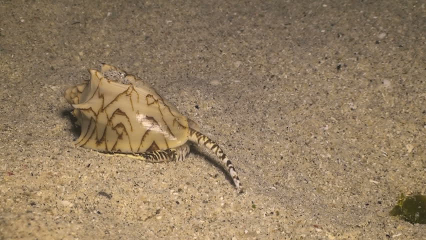 Feeding sea cone shell