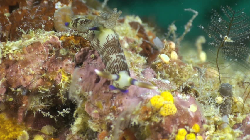 Nembrotha lineolata crawling along the bottom