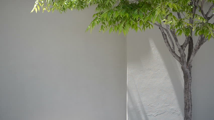 Tan wall with tree and greenery blowing in light wind.  Negative space.