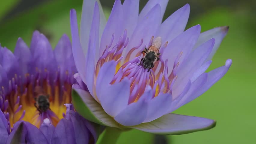 Bee in the lotus.