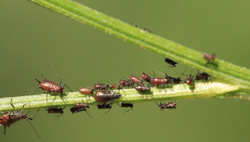 aphids on a plant