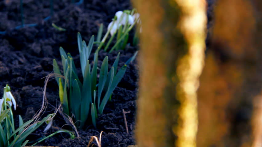 First spring snowdrops from fresh soil. Sunny day. EOS550D. HD1080p. Dolly shoot. 