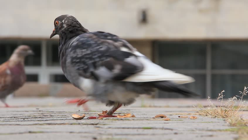 A pigeon pecking at a nut