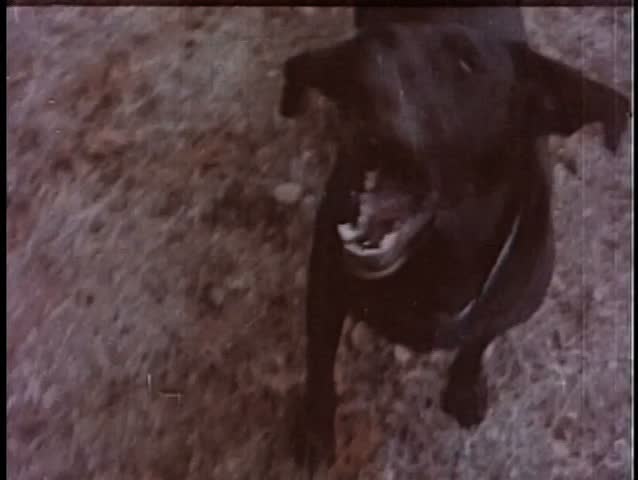 Black dog barking