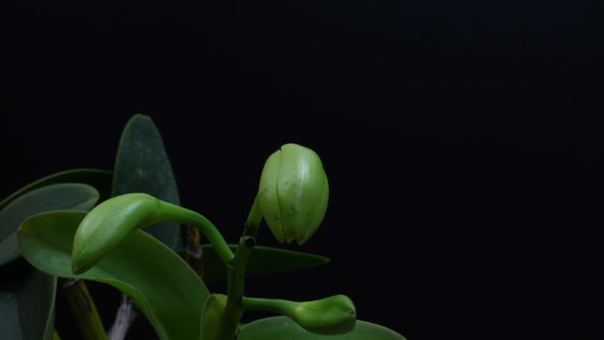 Time lapse of a green orchid