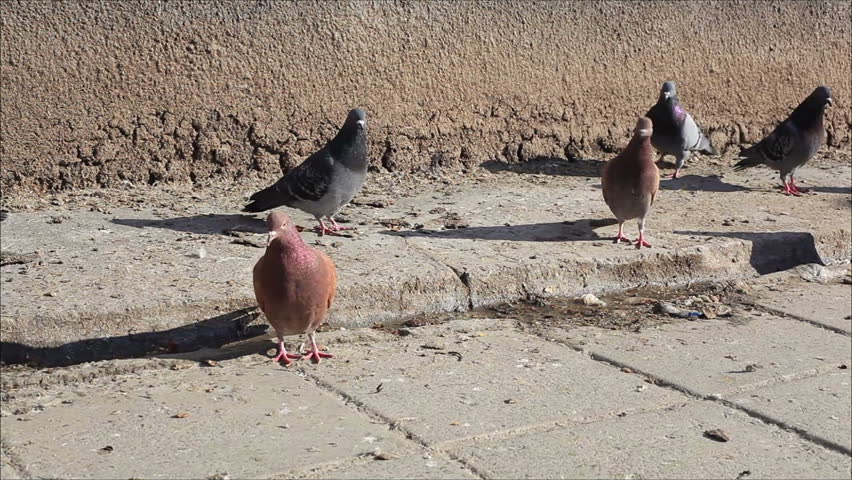 pigeons on the sidewalk