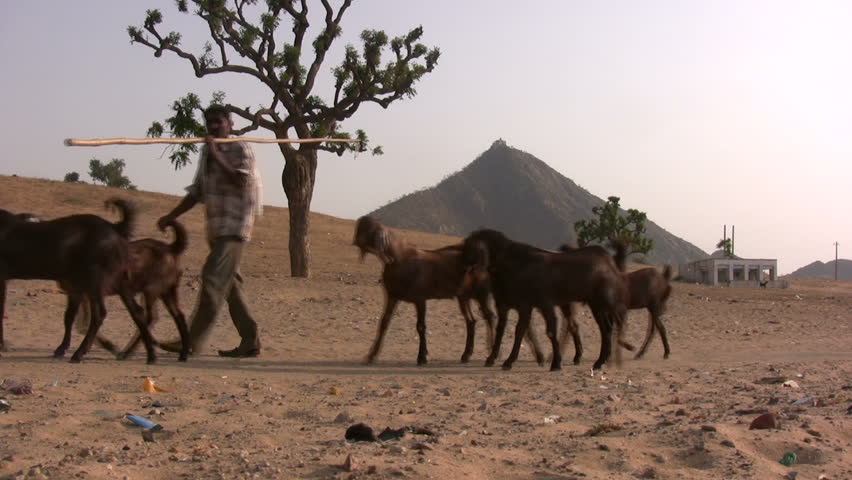 PUSHKAR - 26 APRIL: A herder and his goats pass by in the deserts of Pushkar, India